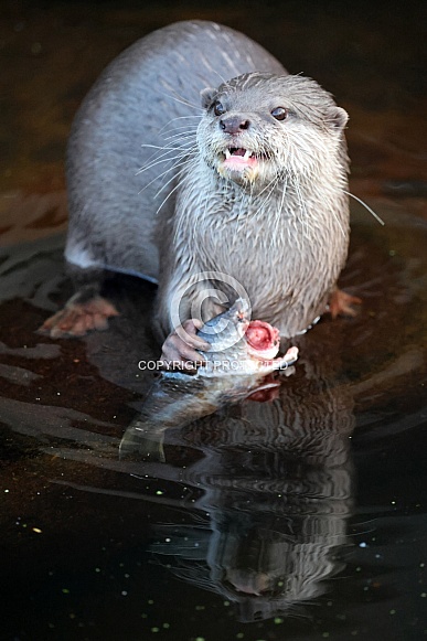 Asian small-clawed otter (Aonyx cinereus) Asian small-clawed otter (Aonyx cinereus)