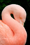Flamingo--Flamingo at Rest