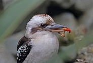 Kookaburra