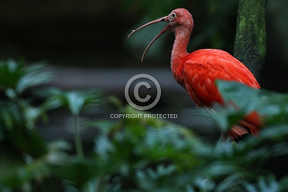 Scarlet Ibis Scarlet Ibis