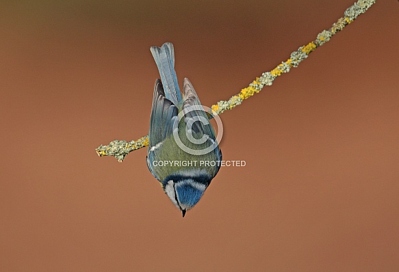 Blue Tit