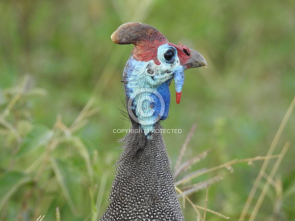 Helmeted Guinea Fowl