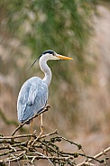 Grey Heron