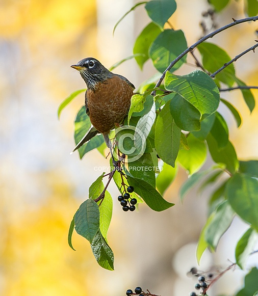 American Robin