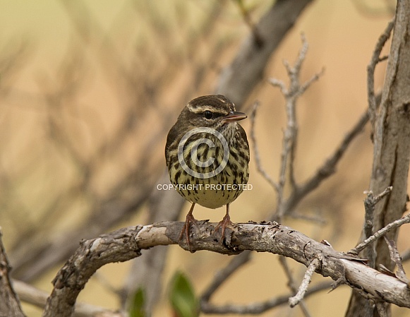 Northern Waterthrush