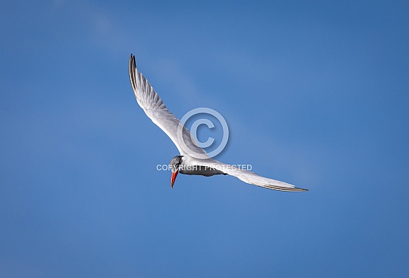 Caspian Tern Flying