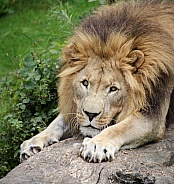 Watching Lion