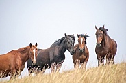 Wild Horse (Equus caballus)