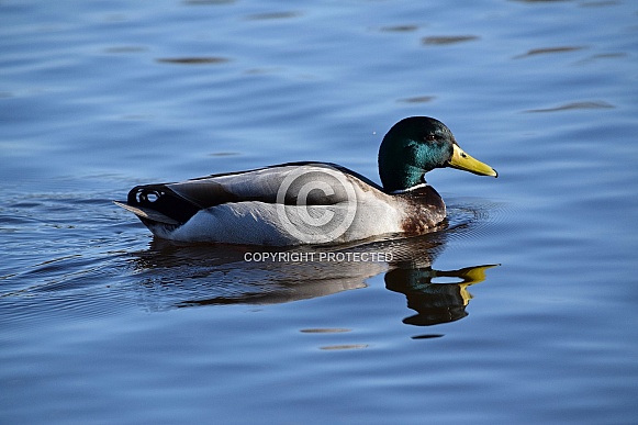 Mallard Drake Mallard Drake
