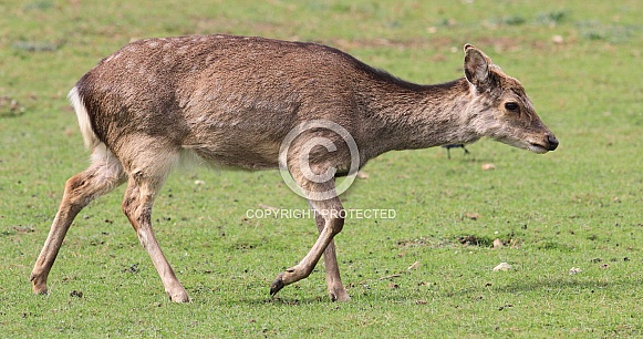 Female deer walking