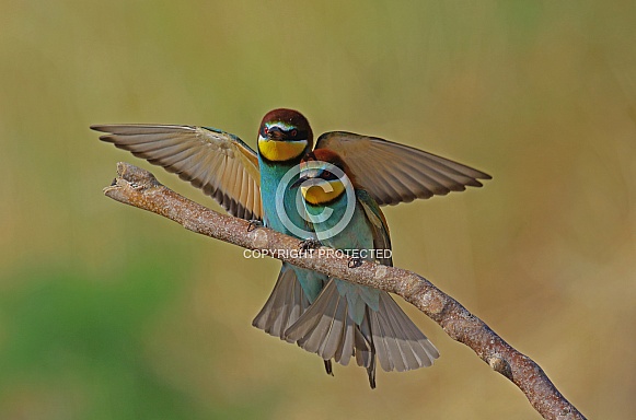 Bee eater