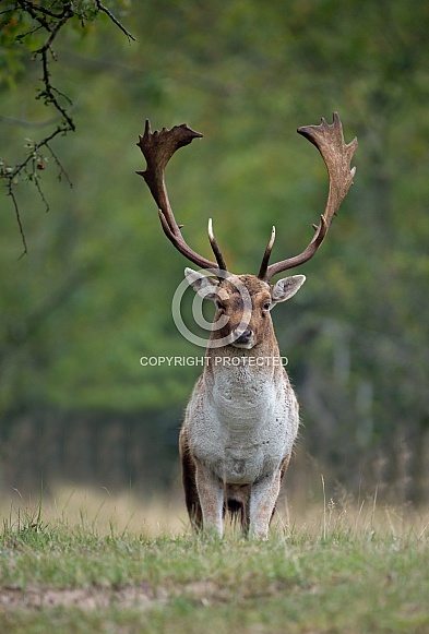 Fallow deer Fallow deer