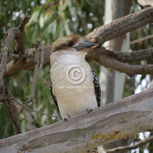Kookaburra in gum tree 1 Kookaburra in gum tree 1