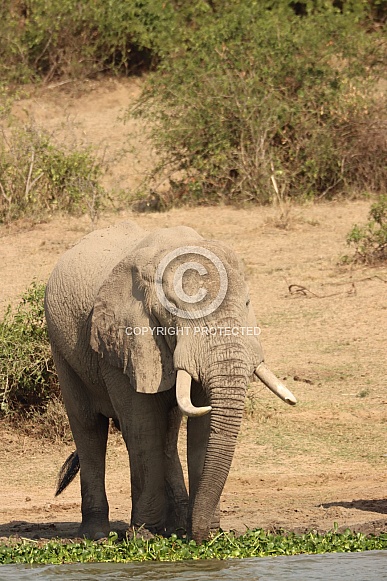 African Elephant