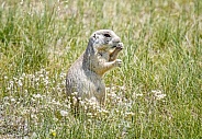 White-tailed Prairie Dog