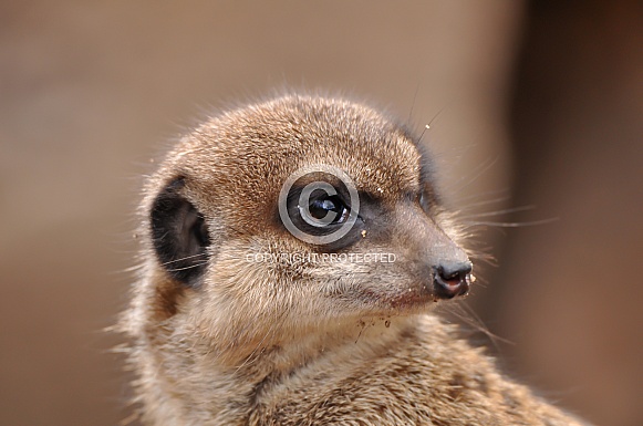 Meerkat Meerkat