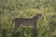 Backlit cheetah on the Serengeti Plains
