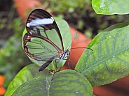 Clearwing or Glasswing Butterfly