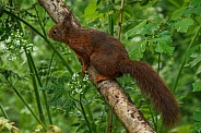 Squirrel in the forest