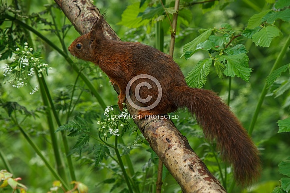 Squirrel in the forest