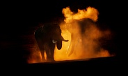 Elephant sunset dust bath