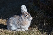 Early Spring Snowshoe Hare in Alaska