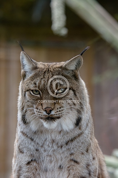 Lynx Lynx