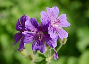 Wildflowers (petal) purple