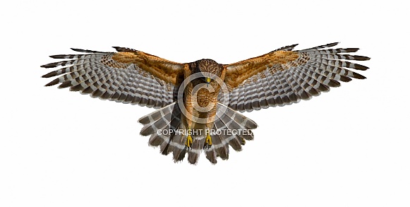 Red shouldered Hawk - Buteo lineatus - wings extended, great detail
