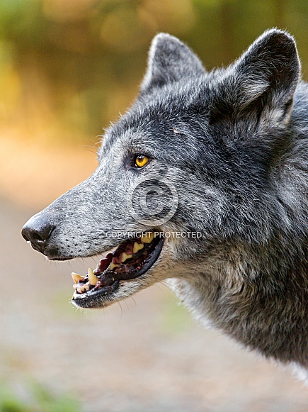 Grey Wolf