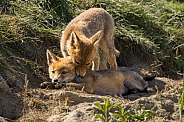 Red fox cub/cubs in nature
