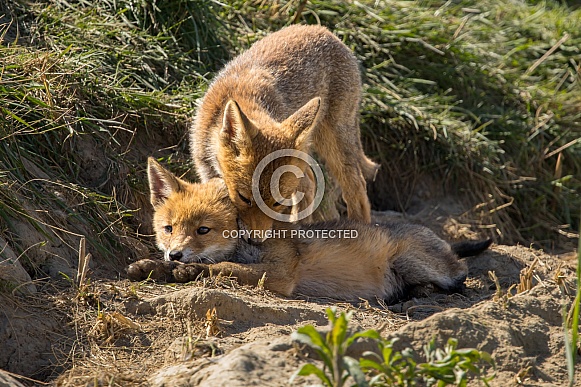 Red fox cub/cubs in nature