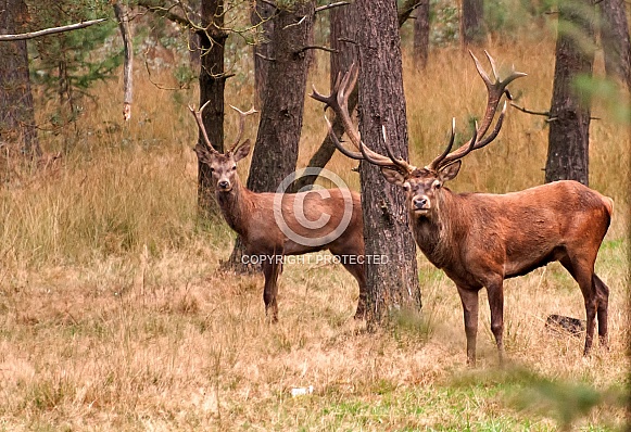 Red Deer