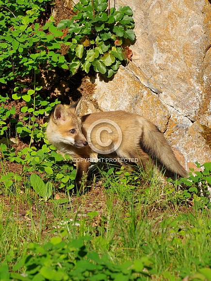 Red fox kit