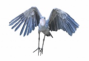 Shoebill aka Shoe billed stork