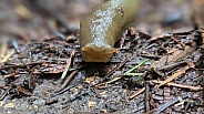 Pacific Banana Slug (Ariolimax columbianus)