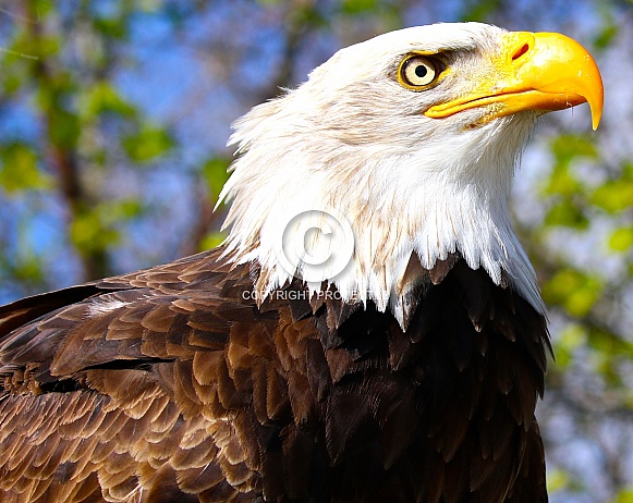 American Eagle American Eagle