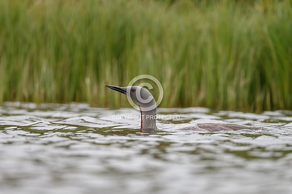 The red-throated loon (North America) or red-throated diver (Britain and Ireland)