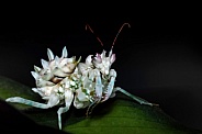 Spiny Flower Mantis