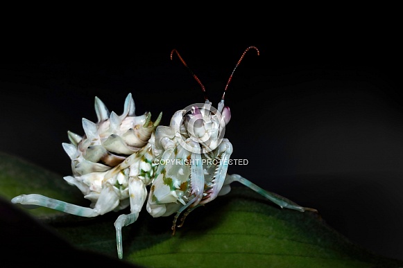 Spiny Flower Mantis Spiny Flower Mantis