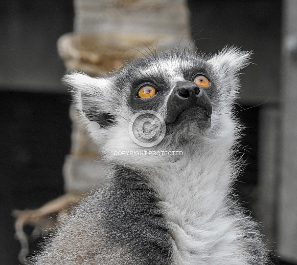 Ring-tailed Lemur Ring-tailed Lemur