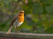 Eurasian Robin