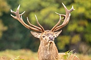 red deer
