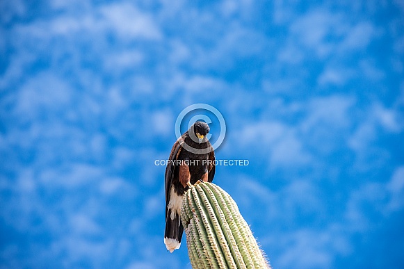 Harris Hawk Harris Hawk