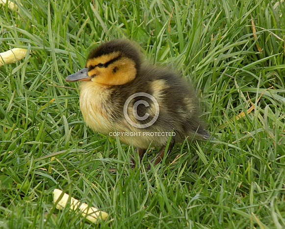 Mallard duckling