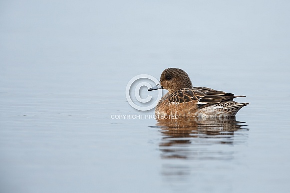 The Eurasian wigeon