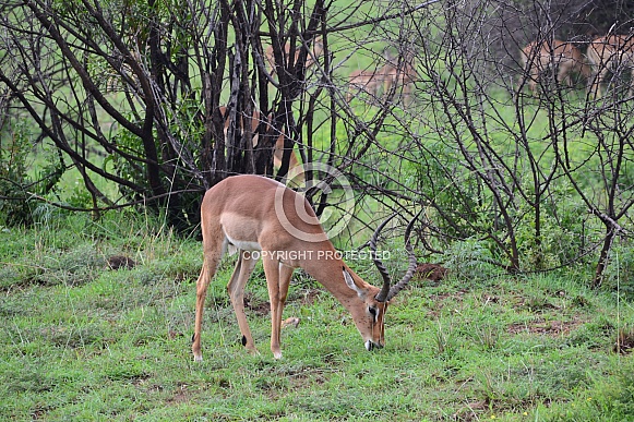 Impala Buck