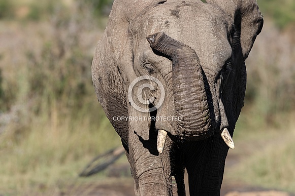 Young elephant bull Young elephant bull