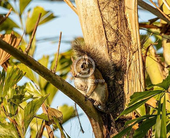 Squirrel