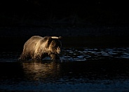 Grizzly Bear (wild)